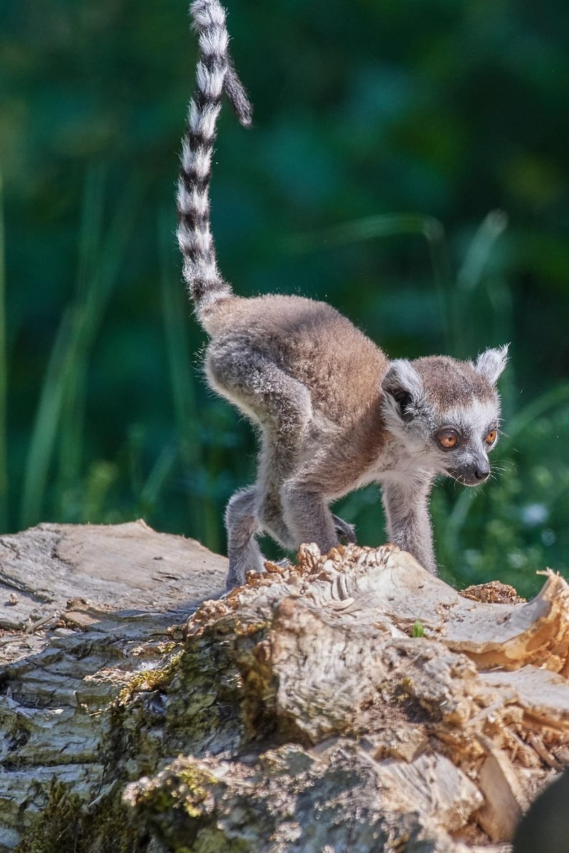 Madagascar